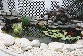 Close-up of pond